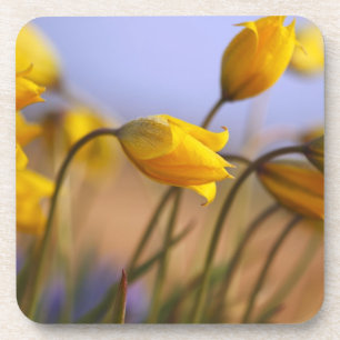 Close-up of daffodils coaster