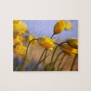 Close-up of daffodils jigsaw puzzle