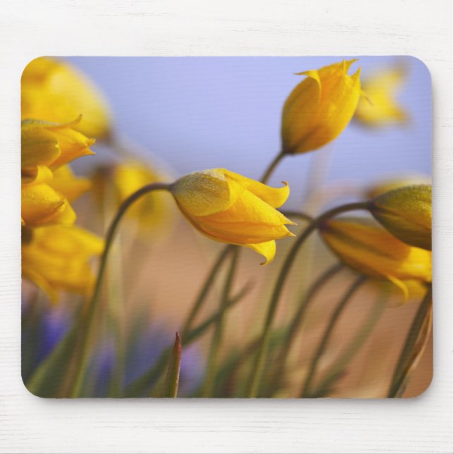 Close-up of daffodils mouse pad (Front)