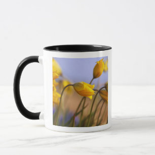 Close-up of daffodils mug