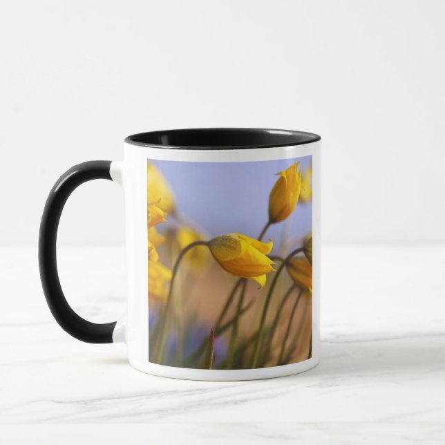 Close-up of daffodils mug (Left)