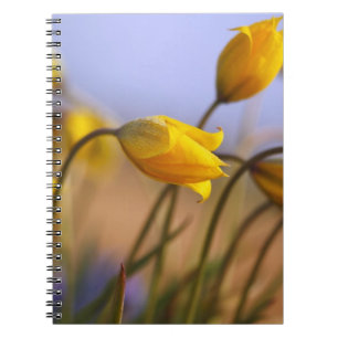 Close-up of daffodils notebook