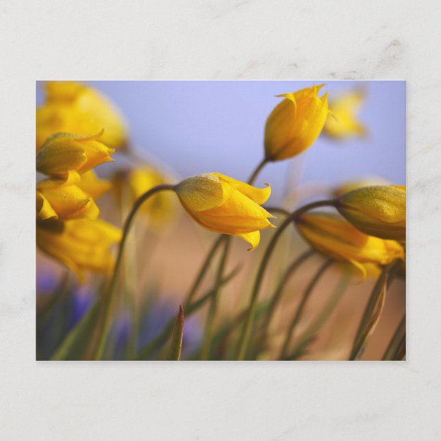 Close-up of daffodils postcard (Front)