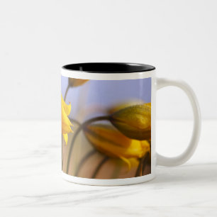 Close-up of daffodils Two-Tone coffee mug