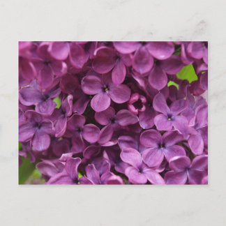 close up of dark purple lilac postcard