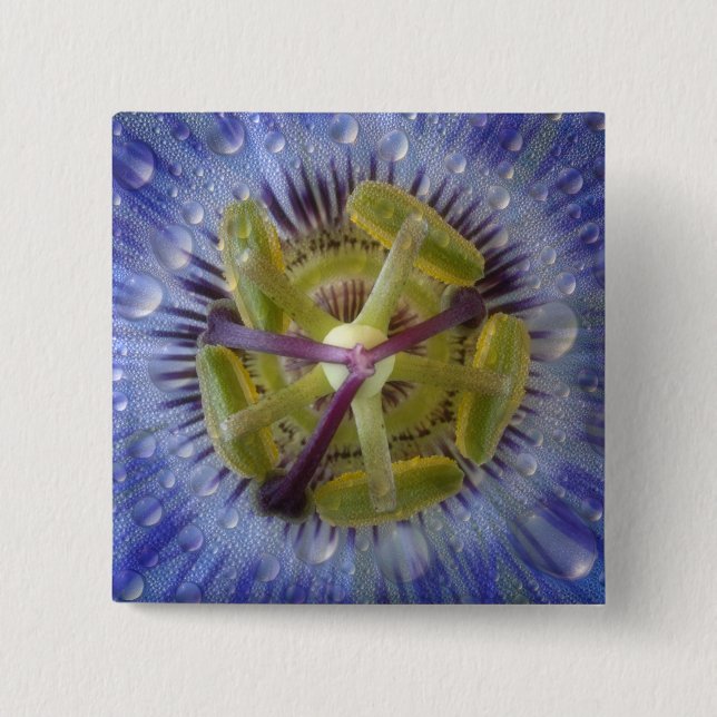 Close-up of dewy passion flower. Credit as: Don 2 Inch Square Button (Front)