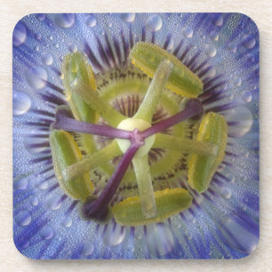 Close-up of dewy passion flower. Credit as: Don Coaster