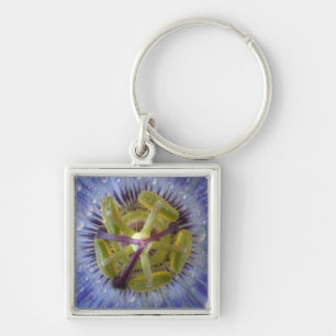 Close-up of dewy passion flower. Credit as: Don Keychain