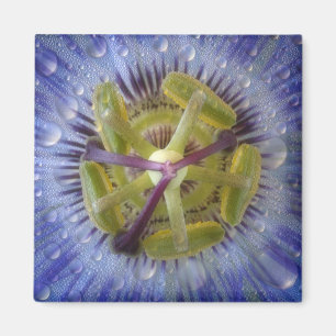 Close-up of dewy passion flower. Credit as: Don Magnet