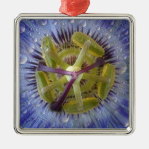 Close-up of dewy passion flower. Credit as: Don Metal Ornament