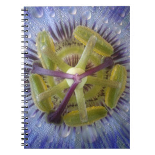 Close-up of dewy passion flower. Credit as: Don Notebook