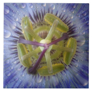 Close-up of dewy passion flower. Credit as: Don Tile