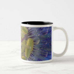 Close-up of dewy passion flower. Credit as: Don Two-Tone Coffee Mug