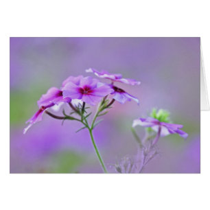 Close-up of Drummond Phlox, Phlox drummondi,