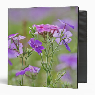 Close-up of Drummond Phlox, Phlox drummondi, 2 Binder