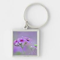 Close-up of Drummond Phlox, Phlox drummondi,