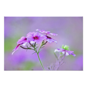 Close-up of Drummond Phlox, Phlox drummondi, Photo Print