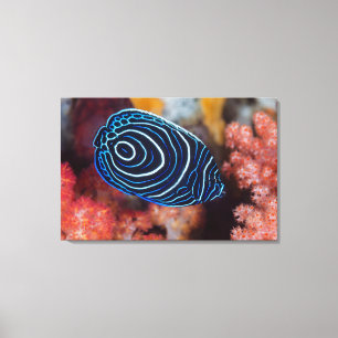 Close-up of Emperor Angelfish Canvas Print