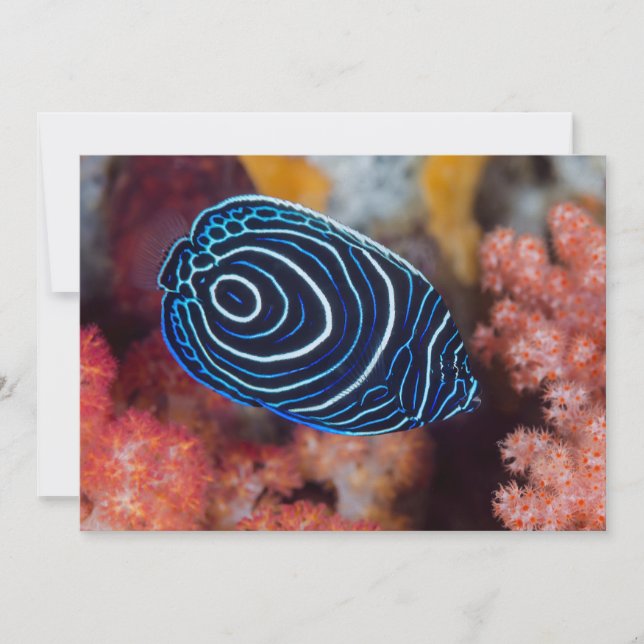 Close-up of Emperor Angelfish Card (Front)