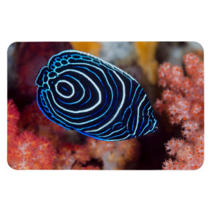 Close-up of Emperor Angelfish Magnet