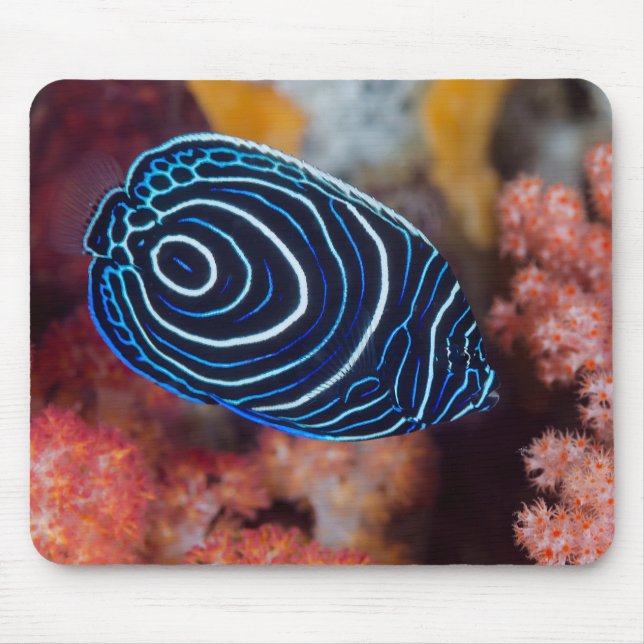 Close-up of Emperor Angelfish Mouse Pad (Front)