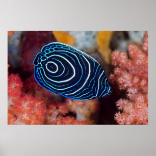Close-up of Emperor Angelfish Poster