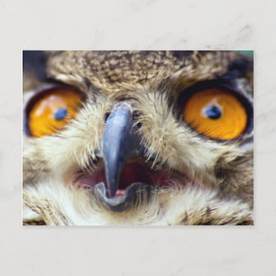 Close-up of eyes of eagle owl postcard