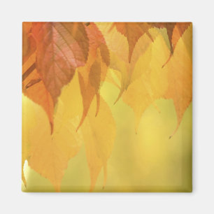 Close-up of Fall Leaves on a Branch Magnet