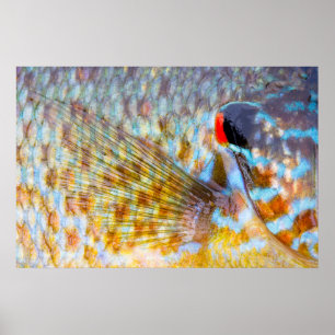 Close Up Of Fish Scales Poster