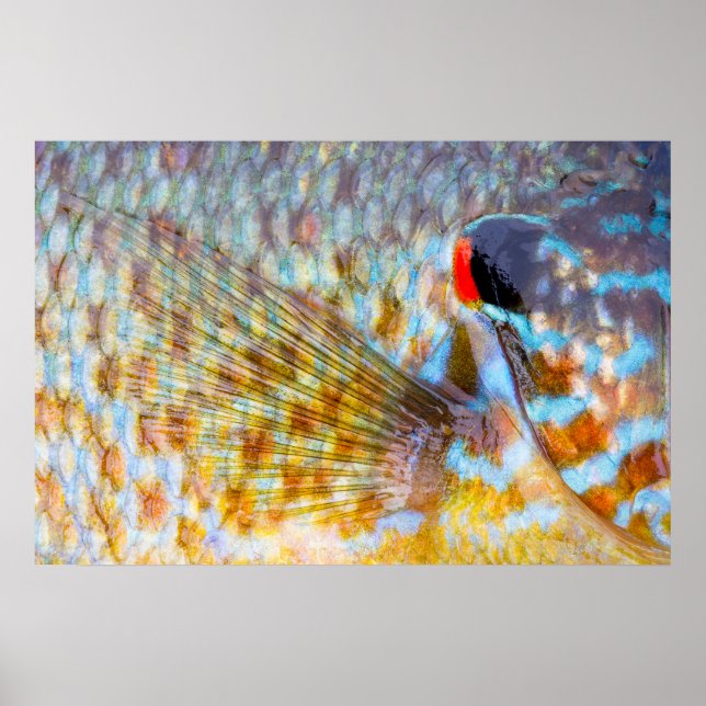 Close Up Of Fish Scales Poster (Front)