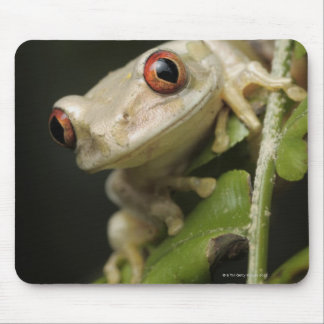 Close up of Forest Tree Frog (Leptopelis Mouse Pad