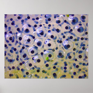 Close Up of Frogspawn Eggs Soon To Be Tadpoles Poster