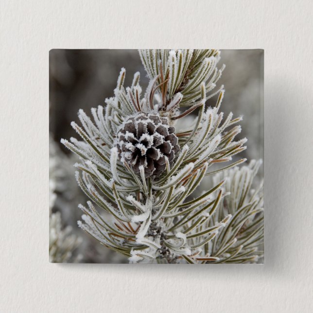 Close-up of frozen pine cone, Yellowstone 2 Inch Square Button (Front)