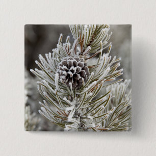 Close-up of frozen pine cone, Yellowstone 2 Inch Square Button