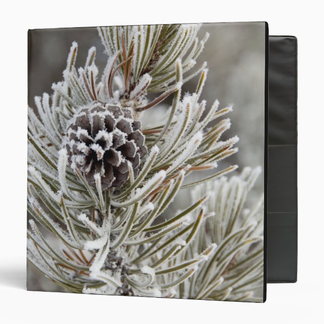 Close-up of frozen pine cone, Yellowstone Binder (Front/Inside)