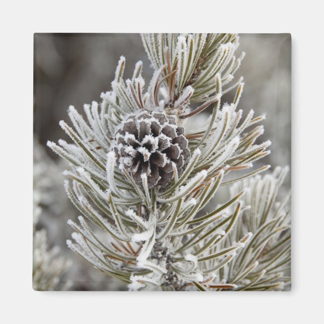 Close-up of frozen pine cone, Yellowstone Magnet (Front)