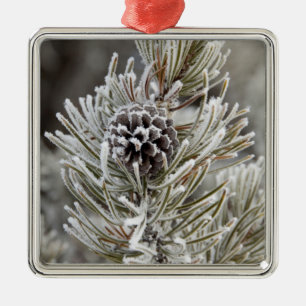 Close-up of frozen pine cone, Yellowstone Metal Ornament