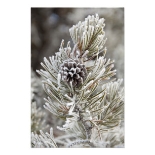 Close-up of frozen pine cone, Yellowstone Photo Print