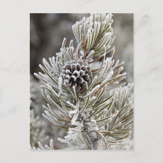 Close-up of frozen pine cone, Yellowstone Postcard (Front)
