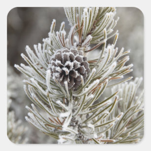 Close-up of frozen pine cone, Yellowstone Square Sticker