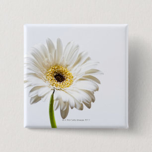 Close up of Gerbera flower head 2 Inch Square Button