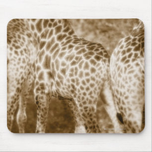 Close-Up of Giraffes Kruger National Park South Mouse Pad