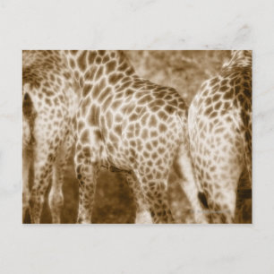 Close-Up of Giraffes Kruger National Park South Postcard