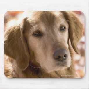 Close up of golden labrador retriever dog mouse pad