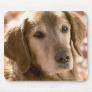 Close up of golden labrador retriever dog mouse pad