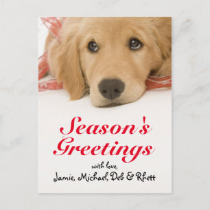 Close-up of Golden Retriever puppy with ribbon Postcard