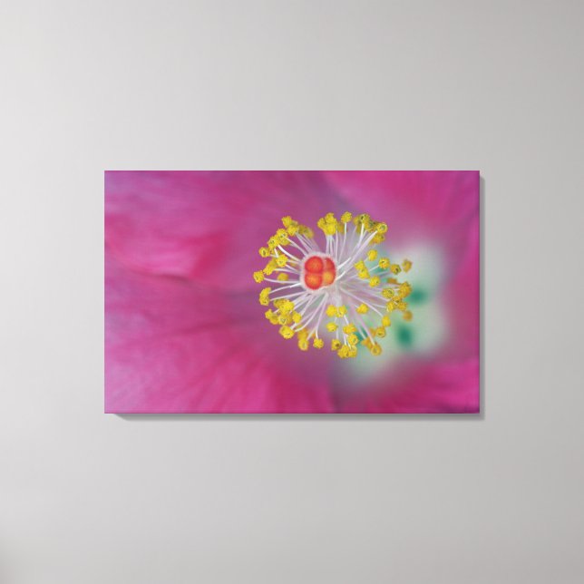Close-up of Hibiscus flower stamen, Hibiscus Canvas Print (Front)