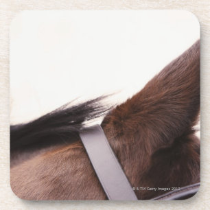 close-up of horses ear with bridal coaster