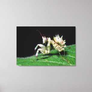 Close-Up Of Hottentot Mantis Canvas Print