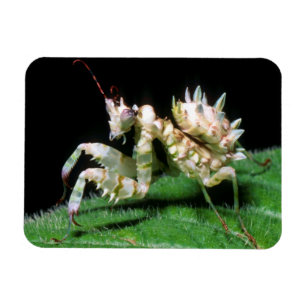 Close-Up Of Hottentot Mantis Magnet